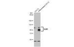 UNC84A Antibody in Western Blot (WB)