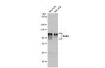 UNC84A Antibody in Western Blot (WB)