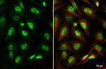 TCF3 Antibody in Immunocytochemistry (ICC/IF)