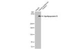 Apolipoprotein B Antibody in Western Blot (WB)