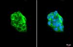 Apolipoprotein B Antibody in Immunocytochemistry (ICC/IF)