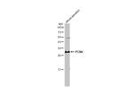 PCNA Antibody in Western Blot (WB)