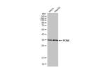 PCNA Antibody in Western Blot (WB)