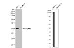 FOXA1 Antibody in Western Blot (WB)