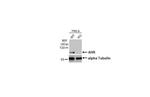 AHR Antibody in Western Blot (WB)