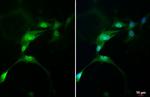 AHR Antibody in Immunocytochemistry (ICC/IF)