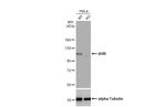 AHR Antibody in Western Blot (WB)