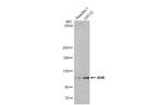 AHR Antibody in Western Blot (WB)