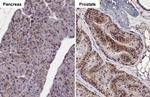 ASCT2 Antibody in Immunohistochemistry (Paraffin) (IHC (P))