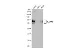 ASCT2 Antibody in Western Blot (WB)