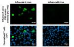 Influenza A PB2 Antibody in Immunocytochemistry (ICC/IF)