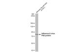 Influenza A PB2 Antibody in Western Blot (WB)