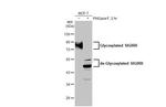 SIGIRR Antibody in Western Blot (WB)