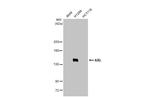 AXL Antibody in Western Blot (WB)