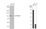 TBC1D5 Antibody in Western Blot (WB)