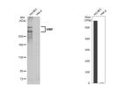 VWF Antibody in Western Blot (WB)