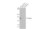 BRPF1 Antibody in Western Blot (WB)