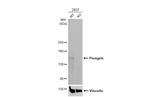 BRPF1 Antibody in Western Blot (WB)