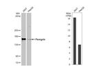 BRPF1 Antibody in Western Blot (WB)