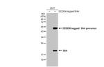 SHH Antibody in Western Blot (WB)