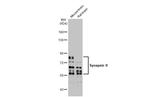 Synapsin II Antibody in Western Blot (WB)