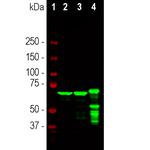 NEFL Antibody in Western Blot (WB)