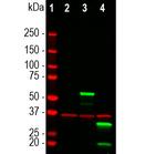 mCherry Antibody in Western Blot (WB)