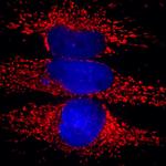 HSP60 Antibody in Immunocytochemistry (ICC/IF)