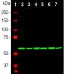 HSP60 Antibody in Western Blot (WB)