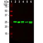 HMGB1 Antibody in Western Blot (WB)