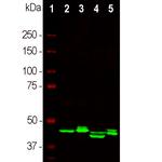 CNPase Antibody in Western Blot (WB)