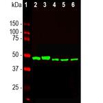 ENO1 Antibody in Western Blot (WB)