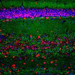 alpha Synuclein Antibody in Immunohistochemistry (PFA fixed) (IHC (PFA))