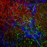 alpha Synuclein Antibody in Immunohistochemistry (PFA fixed) (IHC (PFA))