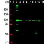 ALDH1L1 Antibody in Western Blot (WB)