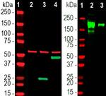 SARS-CoV-2 Spike Protein RBD Antibody in Western Blot (WB)