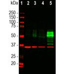 c-Fos Antibody in Western Blot (WB)