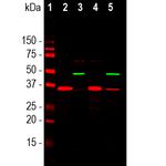 SF3B4 Antibody in Western Blot (WB)