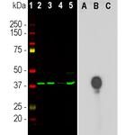 Aurora B Antibody in Western Blot (WB)