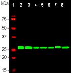 14-3-3 eta Antibody in Western Blot (WB)