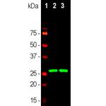 Calretinin Antibody in Western Blot (WB)