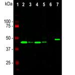 GAP43 Antibody in Western Blot (WB)