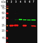 Fibrillarin Antibody in Western Blot (WB)