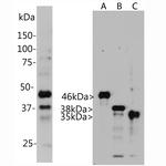 Aurora A/B/C Antibody in Western Blot (WB)