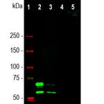 Lamin A/C Antibody in Western Blot (WB)