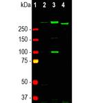 Nestin Antibody in Western Blot (WB)