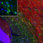 PEA15 Antibody in Immunohistochemistry (PFA fixed) (IHC (PFA))