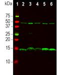 PEA15 Antibody in Western Blot (WB)