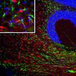 PEA15 Antibody in Immunohistochemistry (PFA fixed) (IHC (PFA))