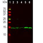 PEA15 Antibody in Western Blot (WB)